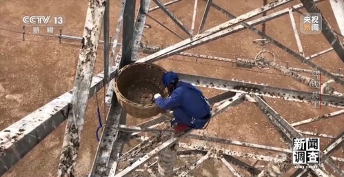 新闻调查丨大鸟筑巢导致电网跳闸 护鸟使者建起 铁塔家园